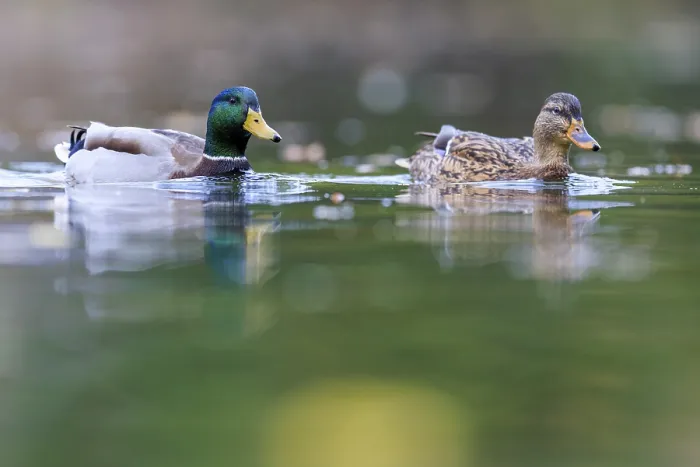 Framed Print : A couple swims quietly side by side