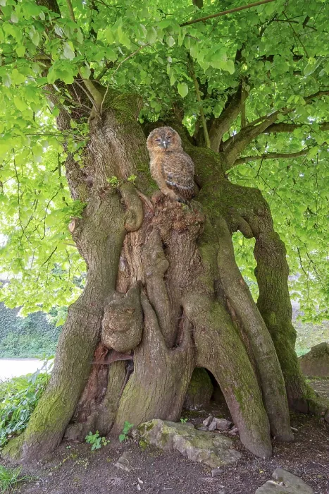 Framed Print : Court lime tree with tawny owl below Schaumburg Castle Rinteln Germany
