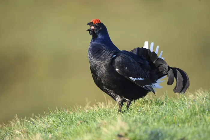 Framed Print : Courting black grouse, in a meadow