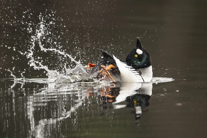 Framed Print : Courting goldeneye (Bucephala clangula)