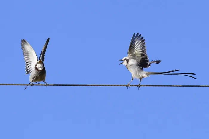 Framed Print : Courtship display of a couple of Streamer-tailed Tyrant (Gubernetes yetapa)