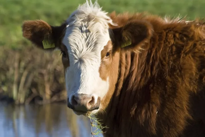 Framed Print : Cow