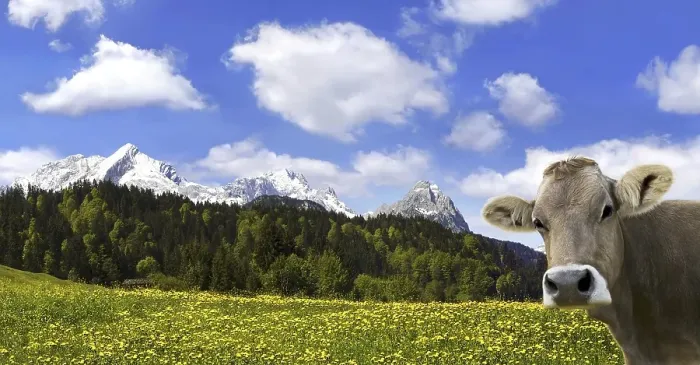 Framed Print : Cow on an Alpine meadow with Alpspitze Mountain and Zugspitze Mountain