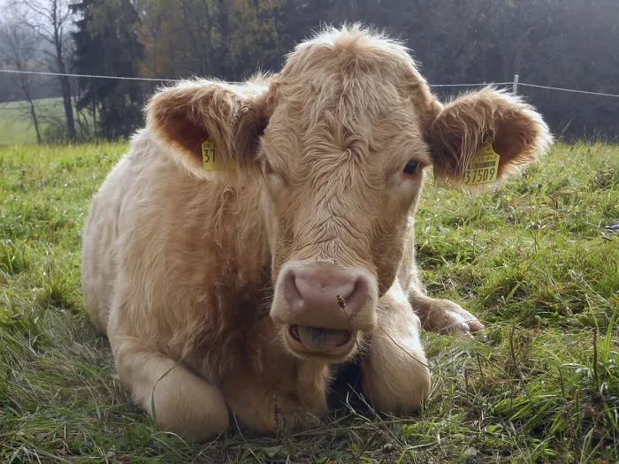 Framed Print : Cow, animal, farm animal, pasture