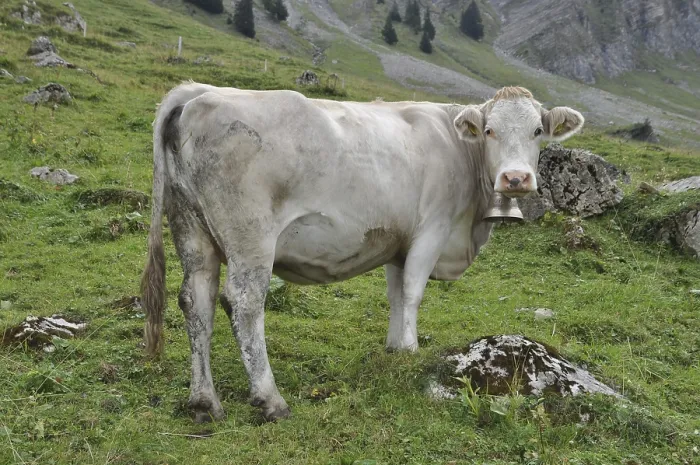Framed Print : Cow, animal, farm animal, pasture Framed Print : Cow, animal, farm animal, pasture