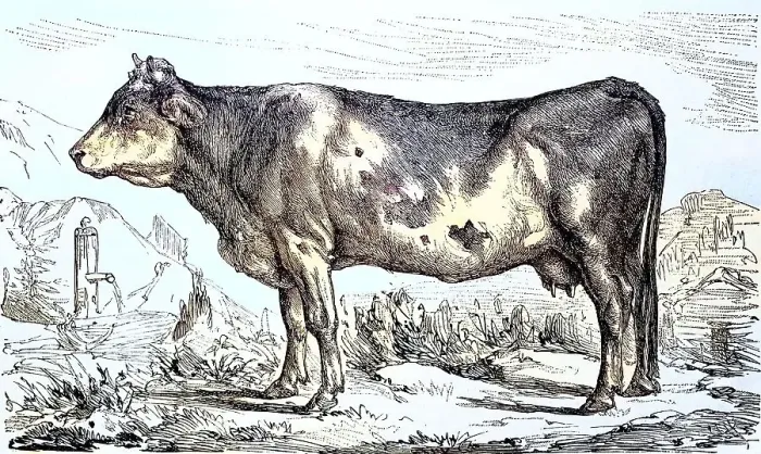 Framed Print : Cow of the Bernese breed, Switzerland