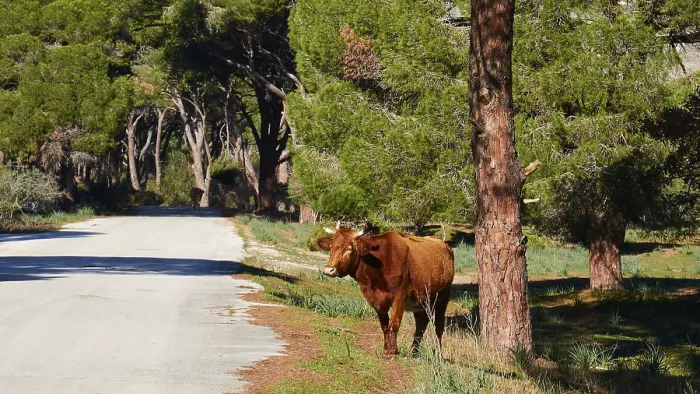 Framed Print : A cow (bubulae), standing alone on a sunny road