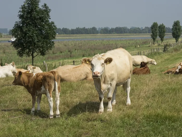 Framed Print : A cow and a calf on a lakeside pasture surrounded by trees under a clear sky Framed Print : A cow and a calf on a lakeside pasture surrounded by trees under a clear sky