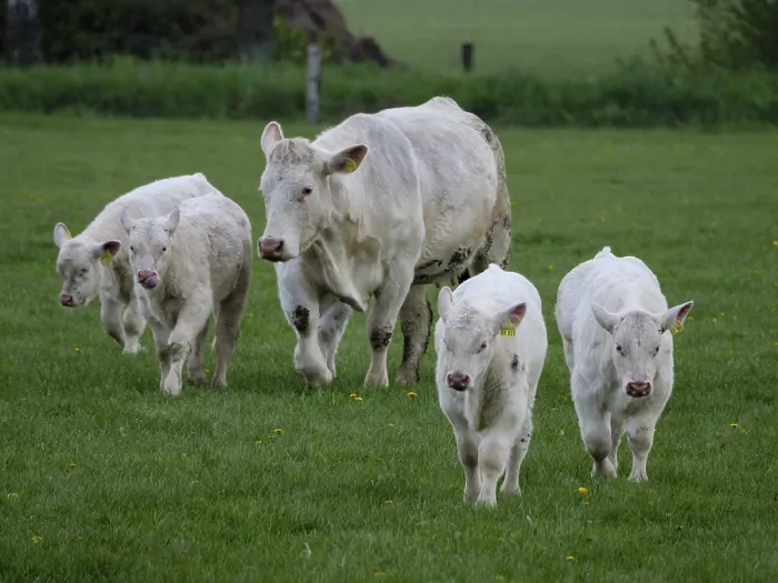 Framed Print : A cow with four calves running around together on a green field