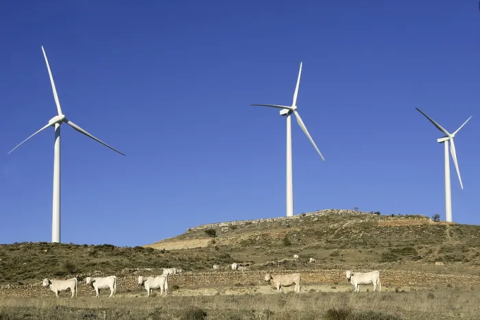 Framed Print : Cow cattle under electric windmills in blue sky background