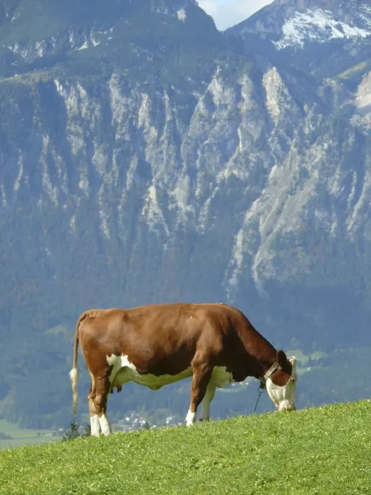 Framed Print : Cow, cows, cattle, animals, farm animals