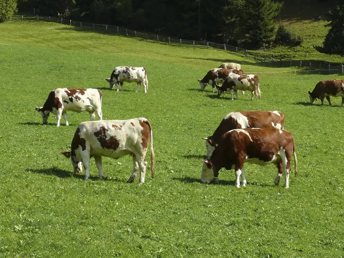 Framed Print : Cow, cows, cattle, animals, farm animals