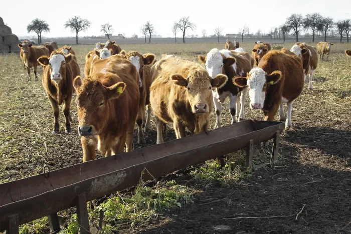 Framed Print : Cow, cows, cattle on the pasture
