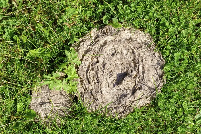 Framed Print : Cow dung, cow, Innervals, Valser Tal Framed Print : Cow dung, cow, Innervals, Valser Tal