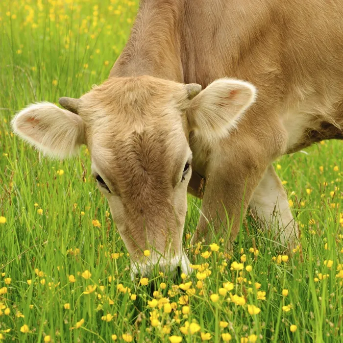 Framed Print : Cow graze on the grass with yellow flowers in the summer Framed Print : Cow graze on the grass with yellow flowers in the summer