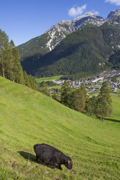 Framed Print : Cow grazing on pasture in the background of Mount Serles