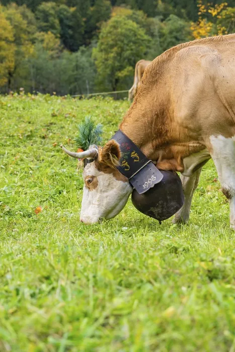Framed Print : Cow on a green meadow with traditional bell and decorated horns
