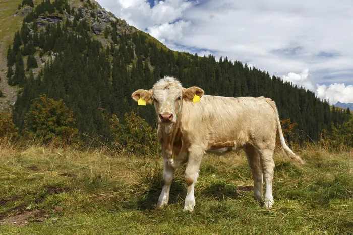 Framed Print : Cow in Grindelwald of Swiss Alps