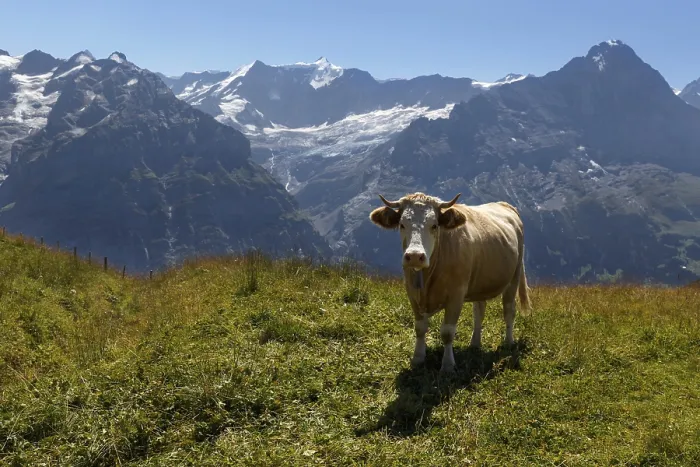 Framed Print : Cow in Grindelwald of Swiss Alps