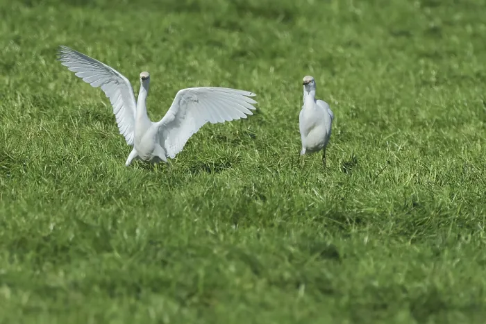 Framed Print : Cow heron, Bubulcus ibis, searching for food in a cattle pasture