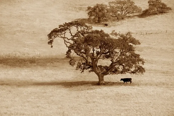 Framed Print : The cow under a lonely tree in fields of California