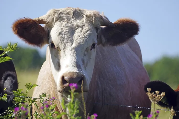 Framed Print : A cow looks curiously over a fence in a green pasture with flowers in the foreground