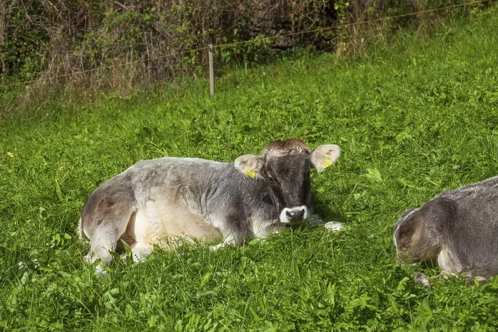 Framed Print : Cow lying on pasture, Neustift im Stubai Valley