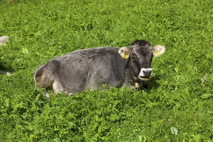 Framed Print : Cow lying on pasture, Neustift im Stubai Valley