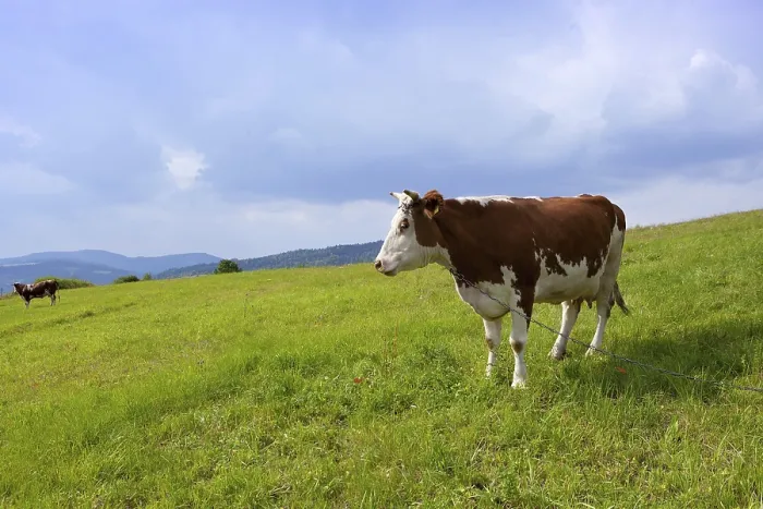 Framed Print : Cow on meadow