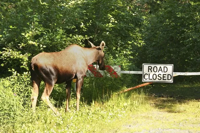 Framed Print : Cow Moose, Alces alces looking at a road closed traffic sign