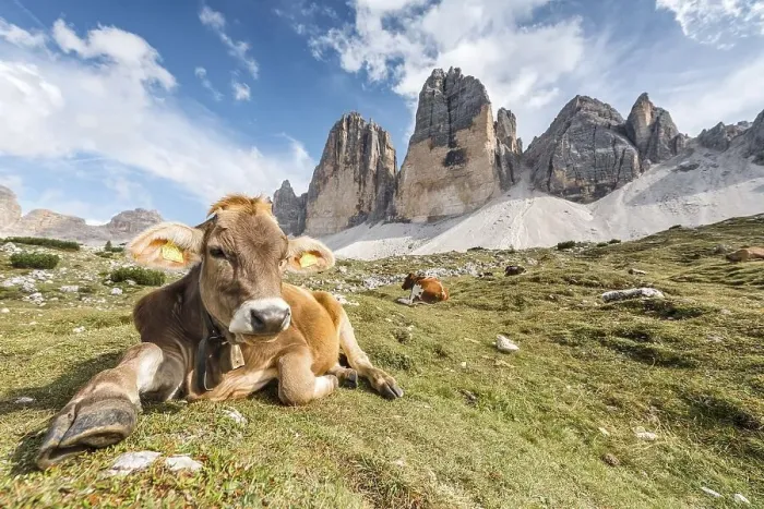 Framed Print : Cow on a mountain pasture, North face of the Three Peaks