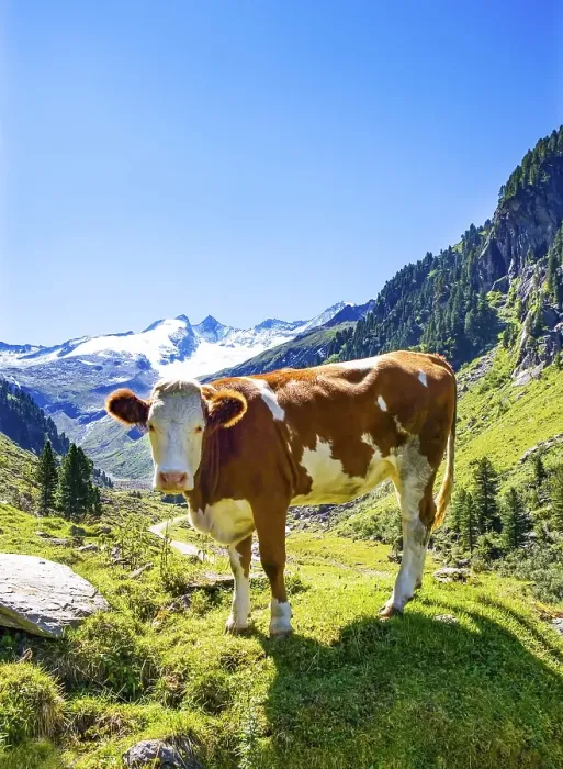 Framed Print : Cow on the mountain pasture, Wildgerlostal