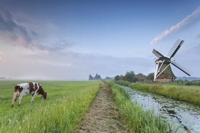 Framed Print : Cow on pasture and windmill by river in morning Framed Print : Cow on pasture and windmill by river in morning