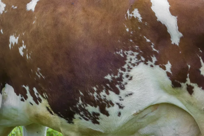 Framed Print : Cow patterns. A Holstein Friesian shows her fur pattern