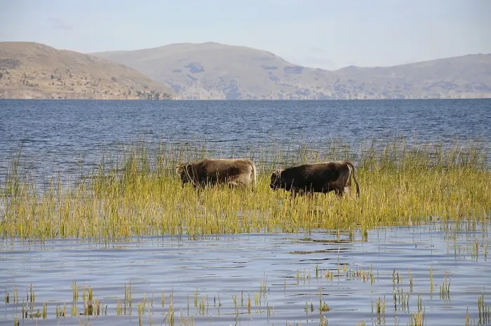 Framed Print : Cow, reeds, Titicaca Lake, Llachon community