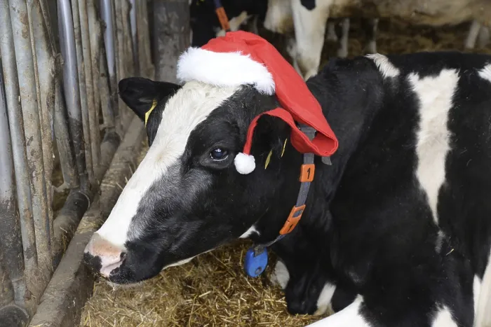Framed Print : Cow with Santa Hat