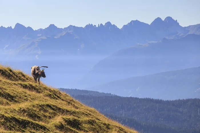 Framed Print : Cow standing on alpine meadow in front of mountains