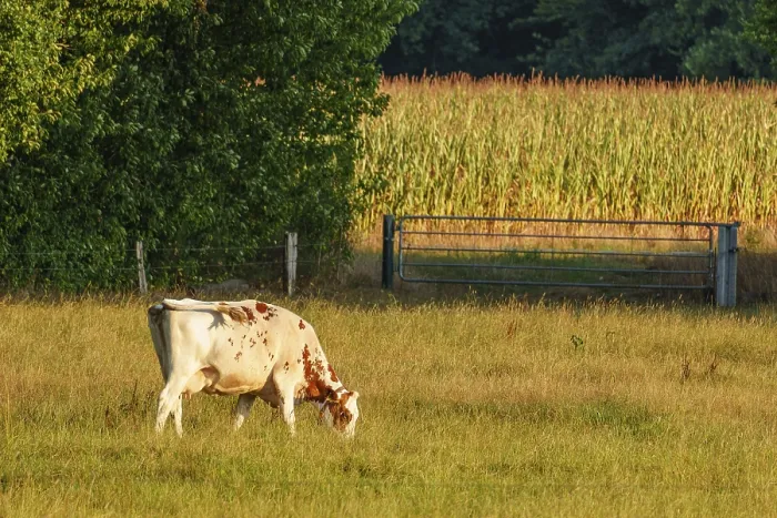 Framed Print : A cow stands on a pasture in front of a corn field under a blue sky