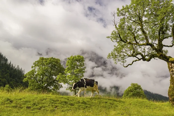 Framed Print : A cow stands under a Sycamore maple tree