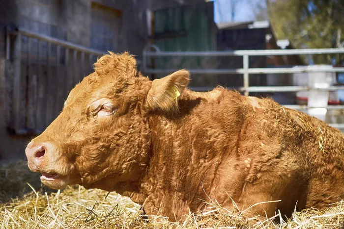Framed Print : Cow sunbathing in the outdoor barn, 2019