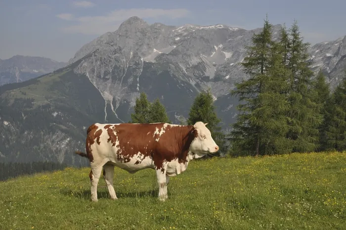 Framed Print : Cow, Tennengebirge, Werfenweng Framed Print : Cow, Tennengebirge, Werfenweng