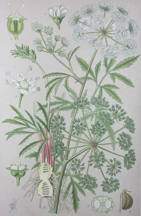 Framed Print : Cowbane (Cicuta virosa), historical illustration from 1885