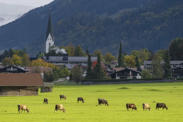 Framed Print : Cows, Allgau brown cattle