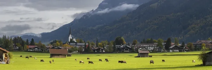Framed Print : Cows, Allgau brown cattle Framed Print : Cows, Allgau brown cattle