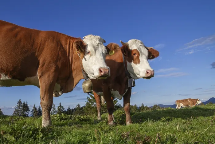 Framed Print : Cows on the Alm, Dairy Cows, Alps