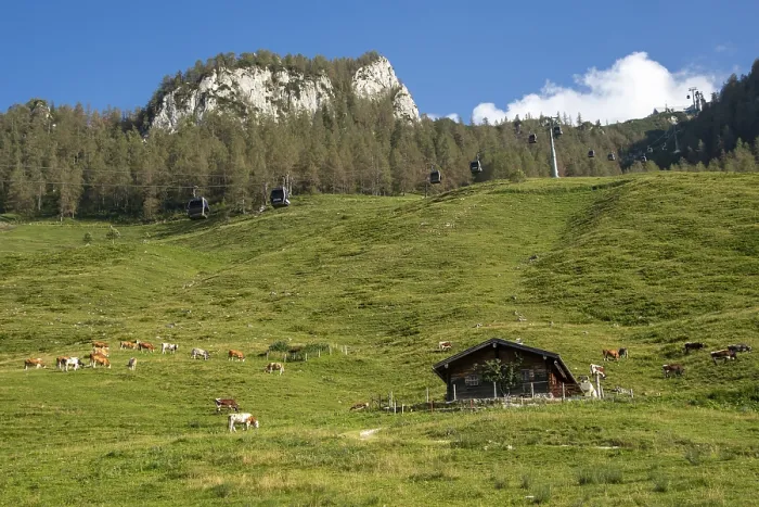 Framed Print : Cows on the alpine pasture with alpine hut and gondolas of the Jennerbahn