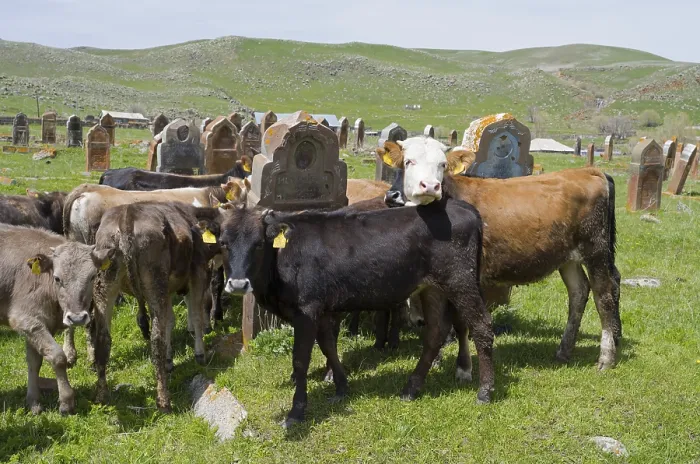 Framed Print : Cows and calves gather on a green meadow with old gravestones behind them
