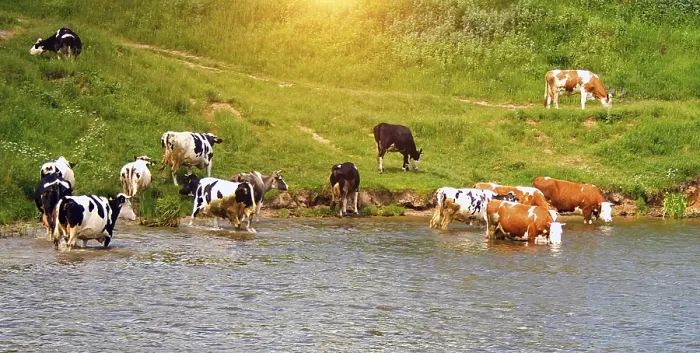 Framed Print : Cows coast river rural Spring sunset Green backgrounds