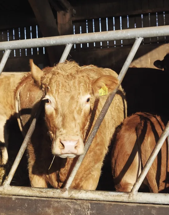 Framed Print : Cows in the cowshed, 2014