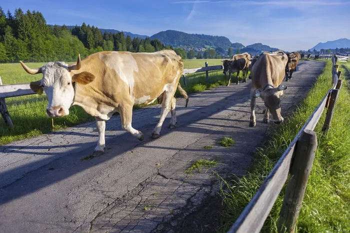 Framed Print : Cows are driven from the barn to the pasture in the morning